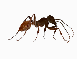 Scene 11 & 12 - Ant walk cycle