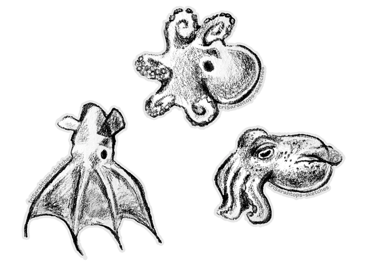 Cephalopods; Graphite