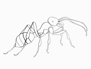 Scene 5 - Ant guard