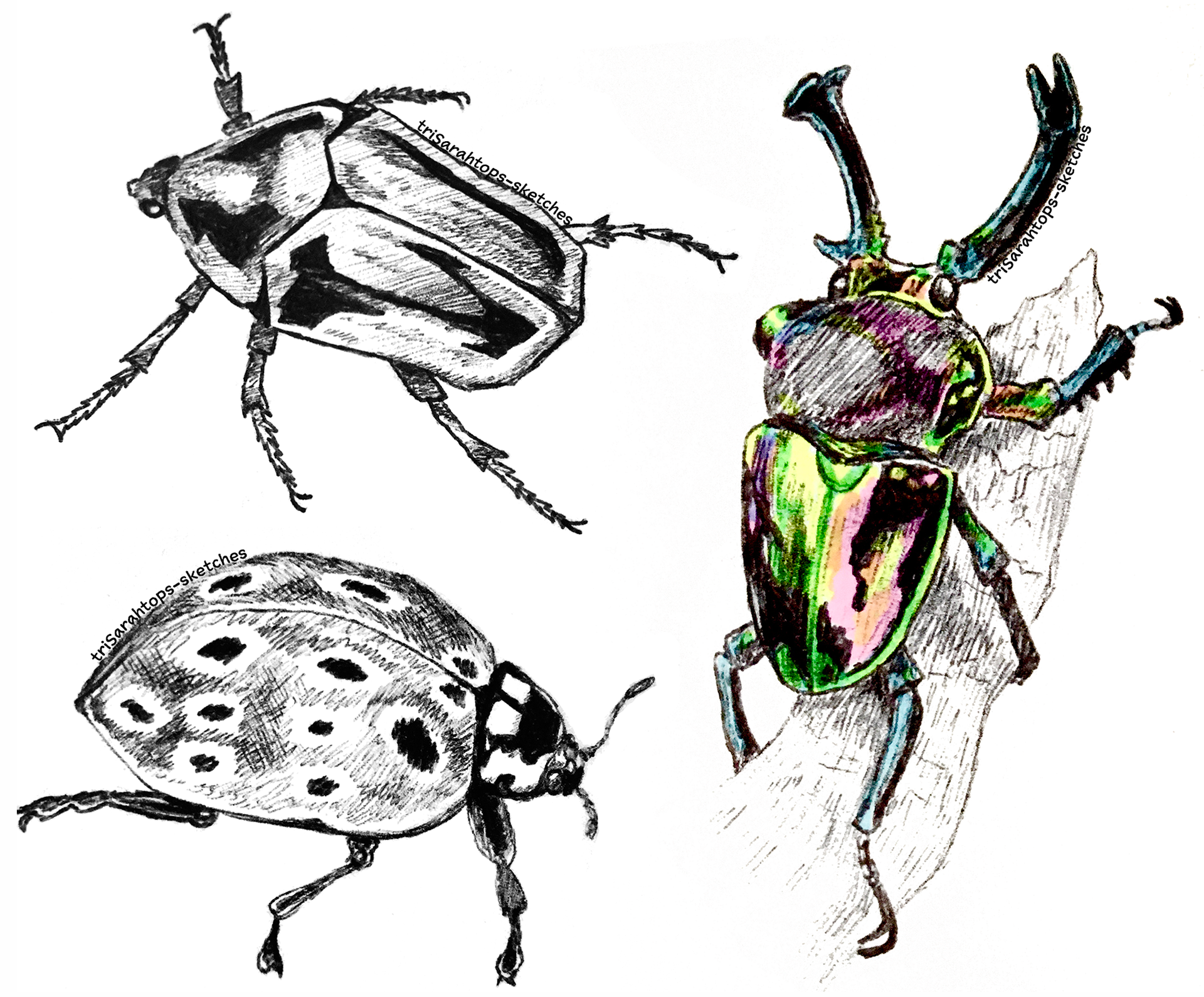 Beetles; Ink