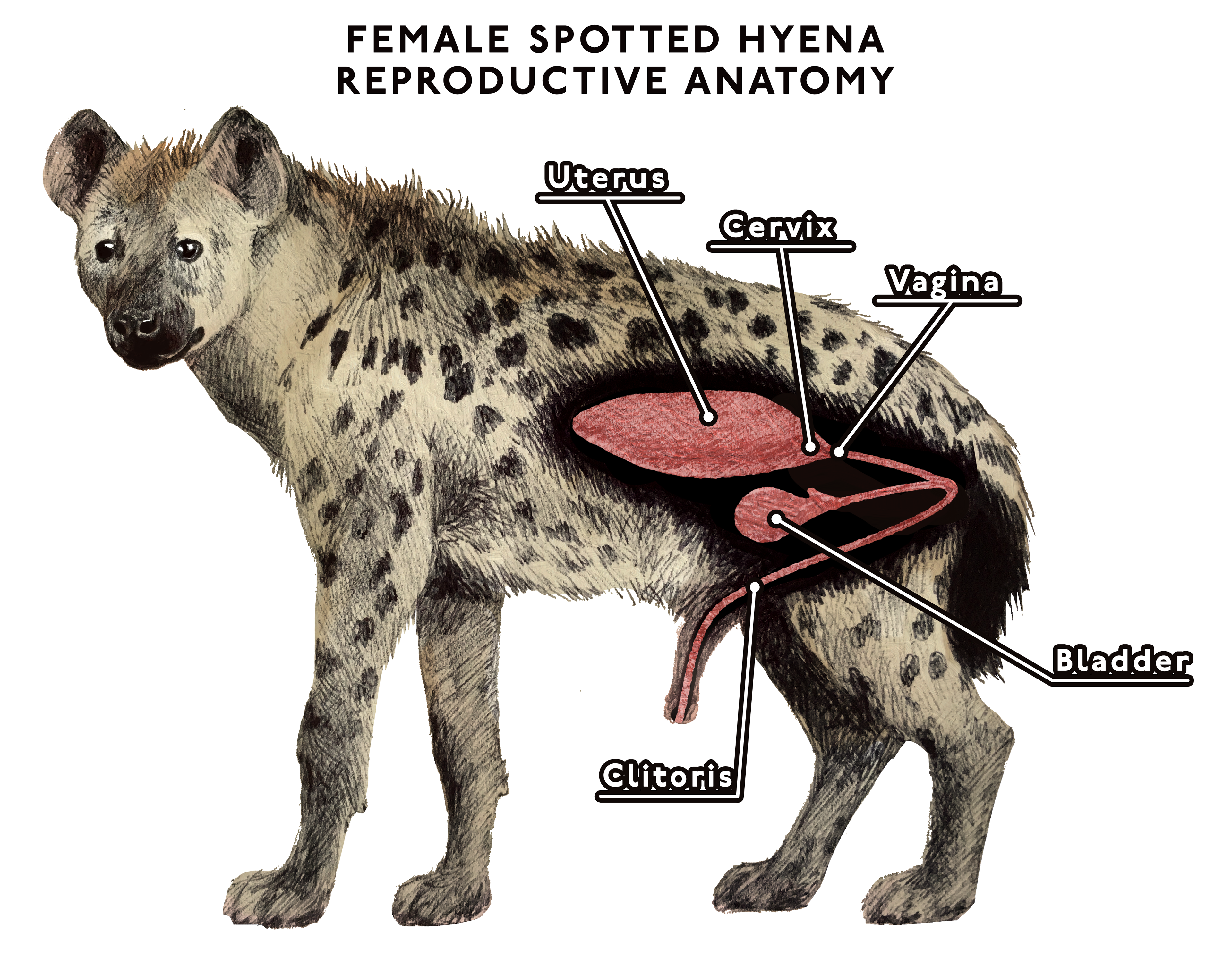 Spotted Hyena Diagram