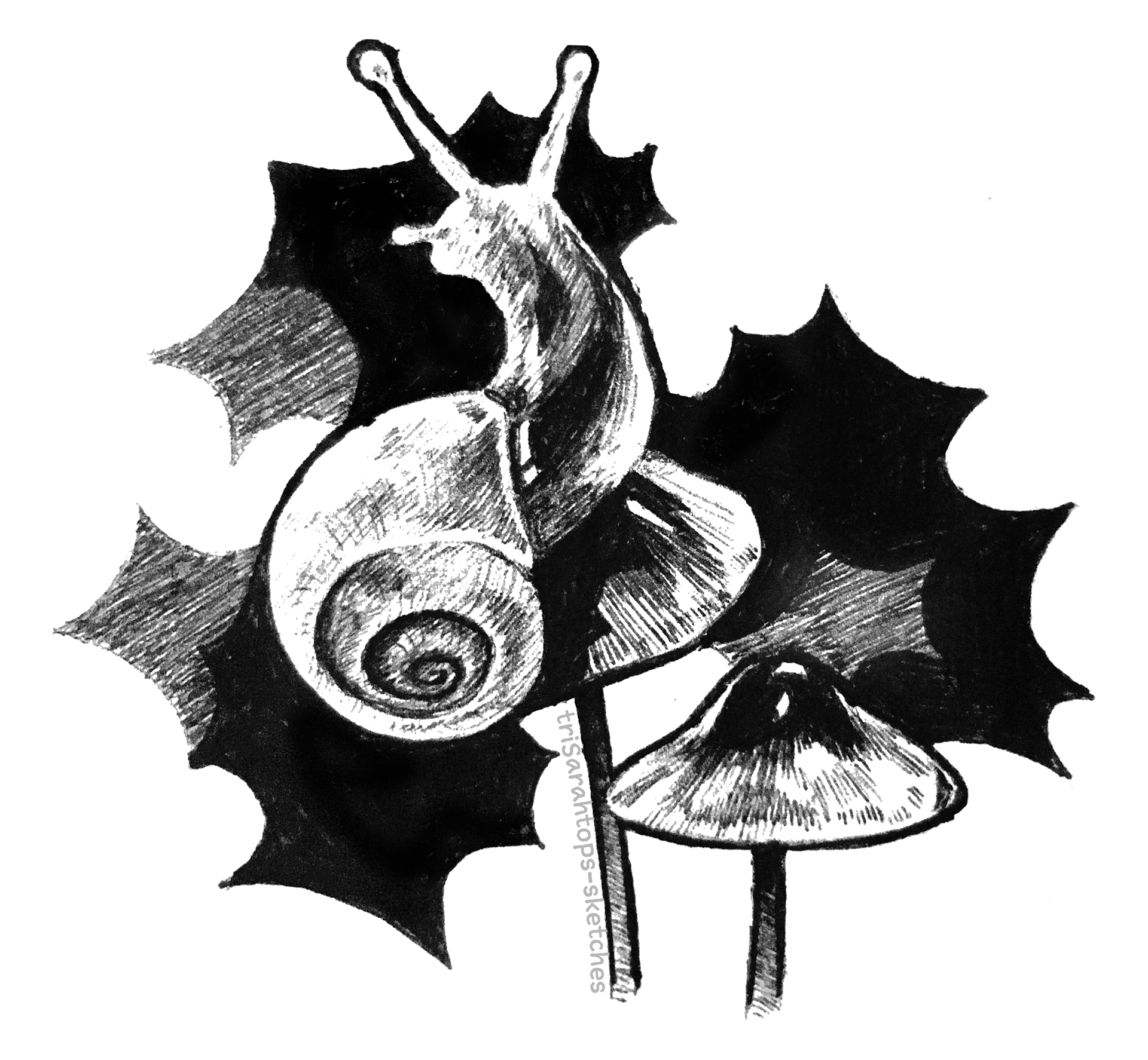 Snail; Ink