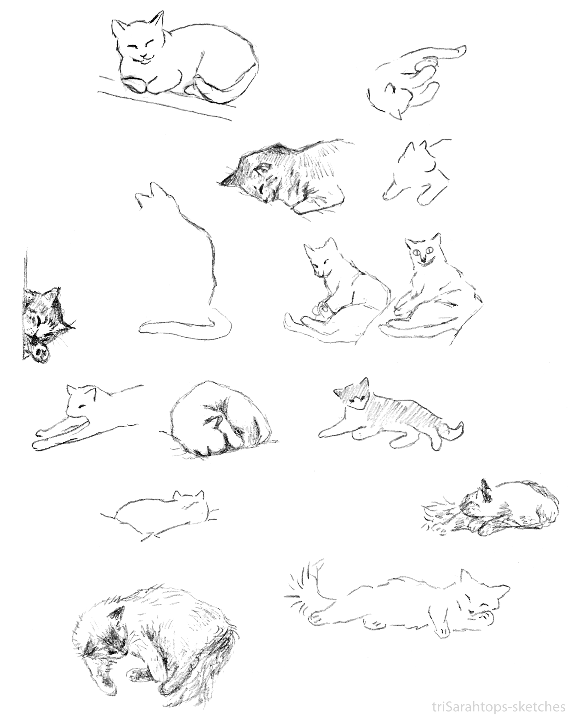 Cats; Pencil