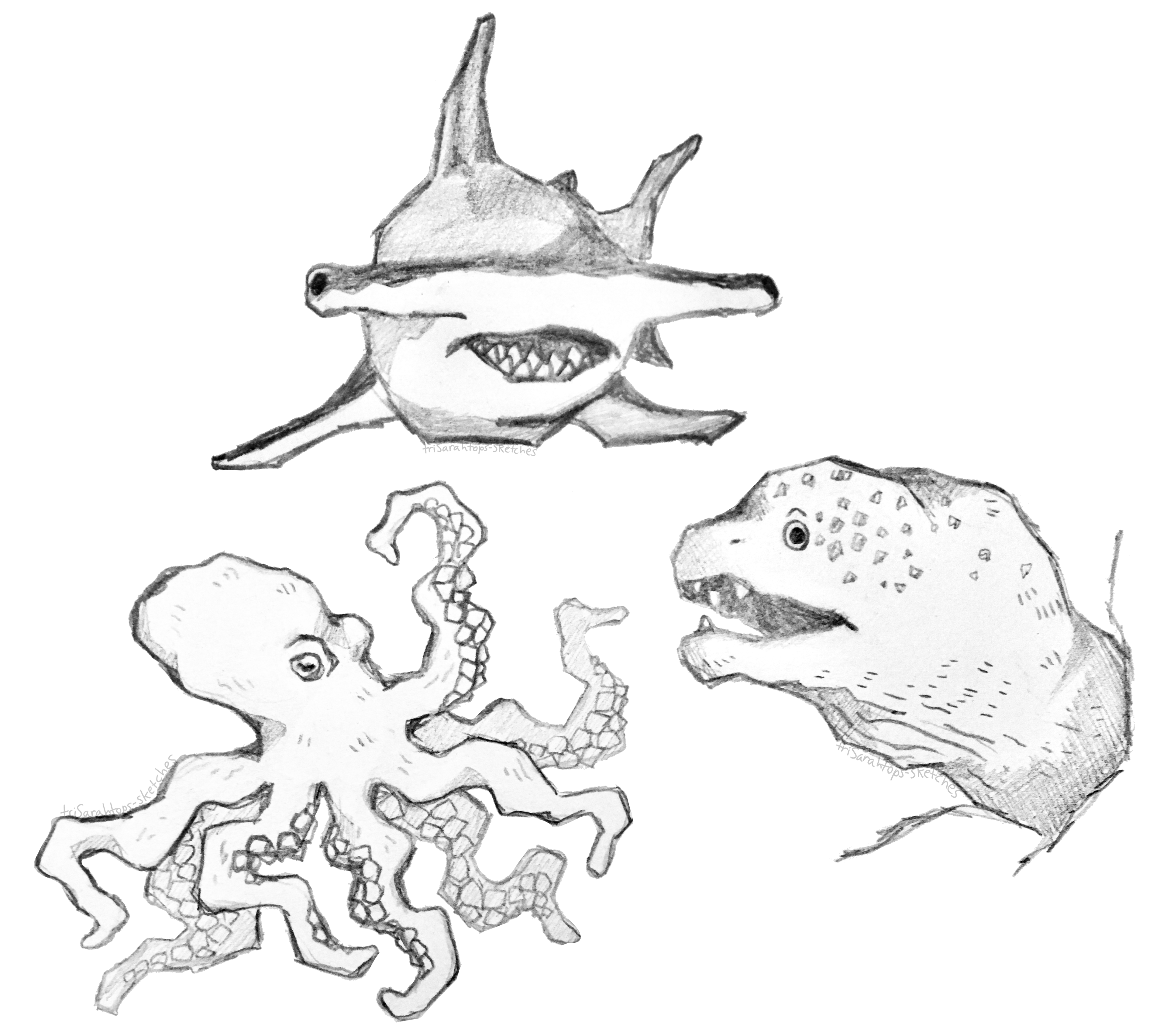 Sea Creatures; Pencil