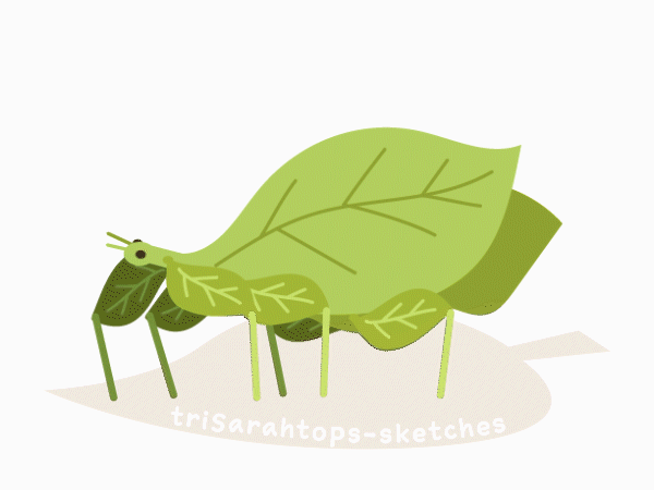 Dancing Leaf Bug