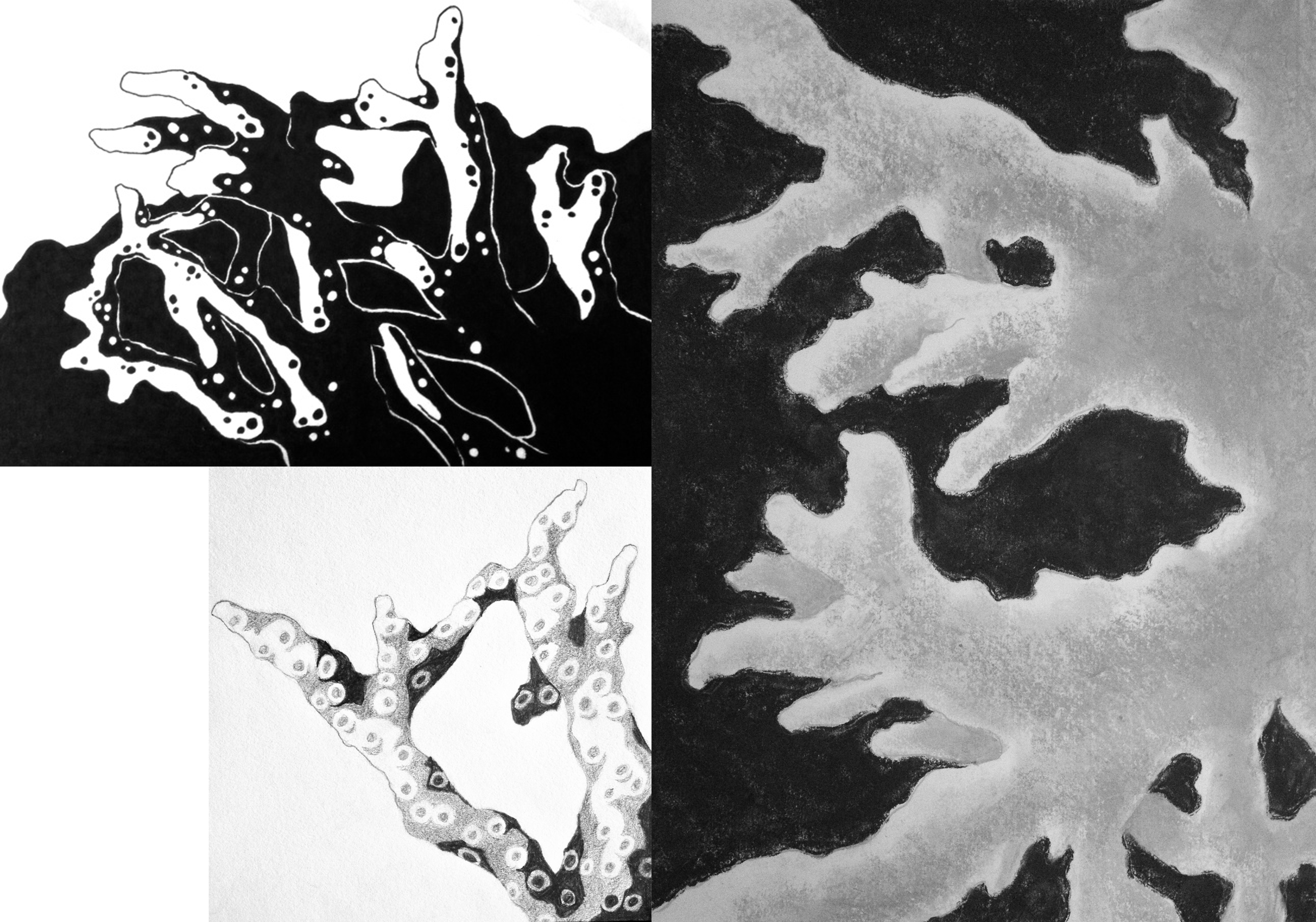 Coral Studies; Ink, Pencil, & Pastel