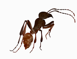 Scene 2 - Ant cancan 2