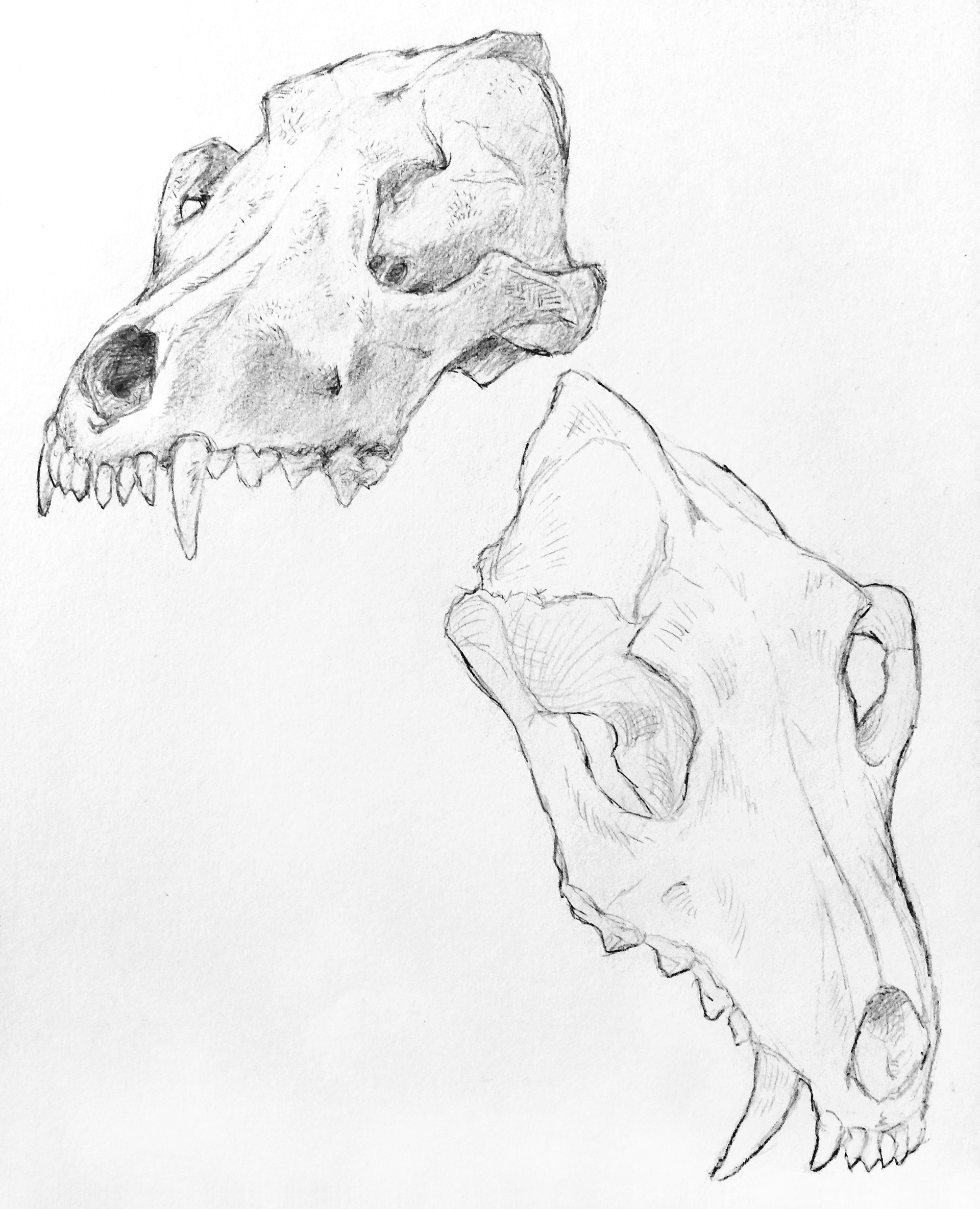 Coyote Skull Studies; Graphite