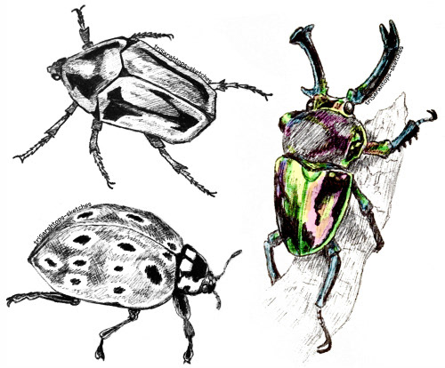 Beetles; Ink