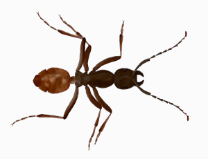 Scene 10 - Ant walk cycle