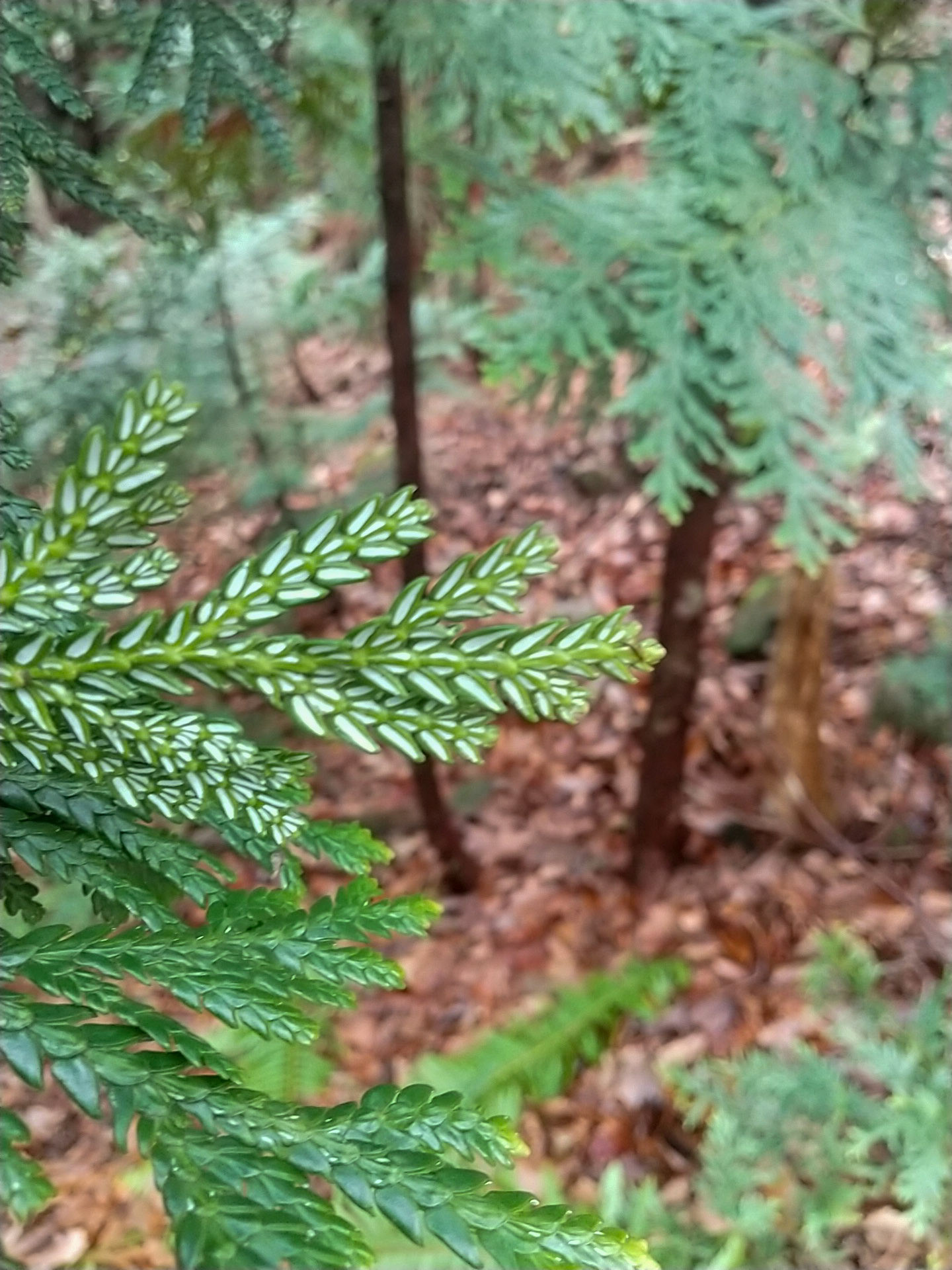 11b