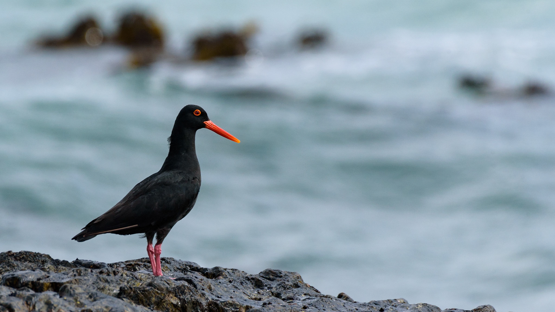 A lone African Oyster catcher sits on the rocks and looks out across Hout Bay towards Table Mountain.