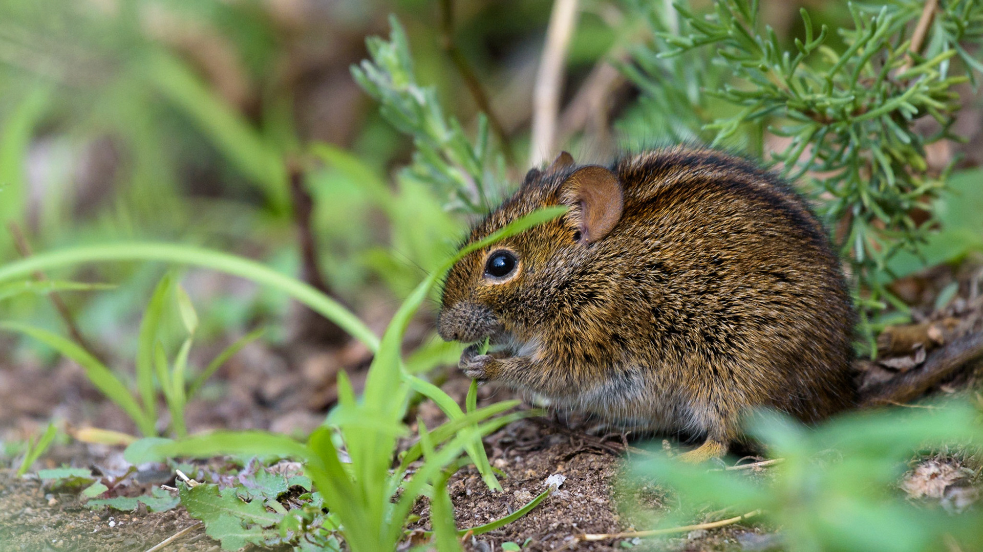 A striped mouse feeding in the bushes at the Kirstenbosch botanical gardens in Cape Town.