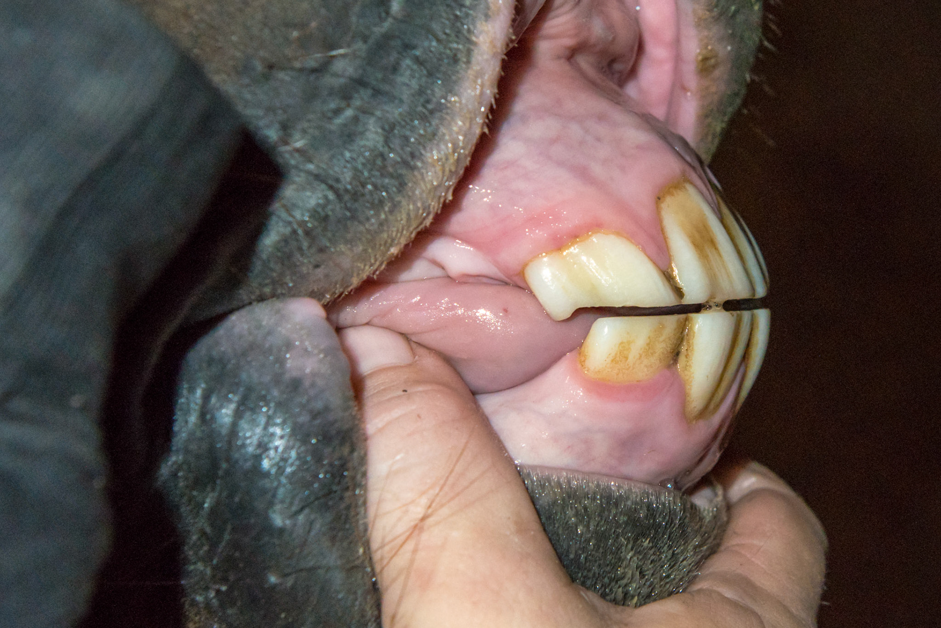 6yr 5mo Abnormally shaped #303