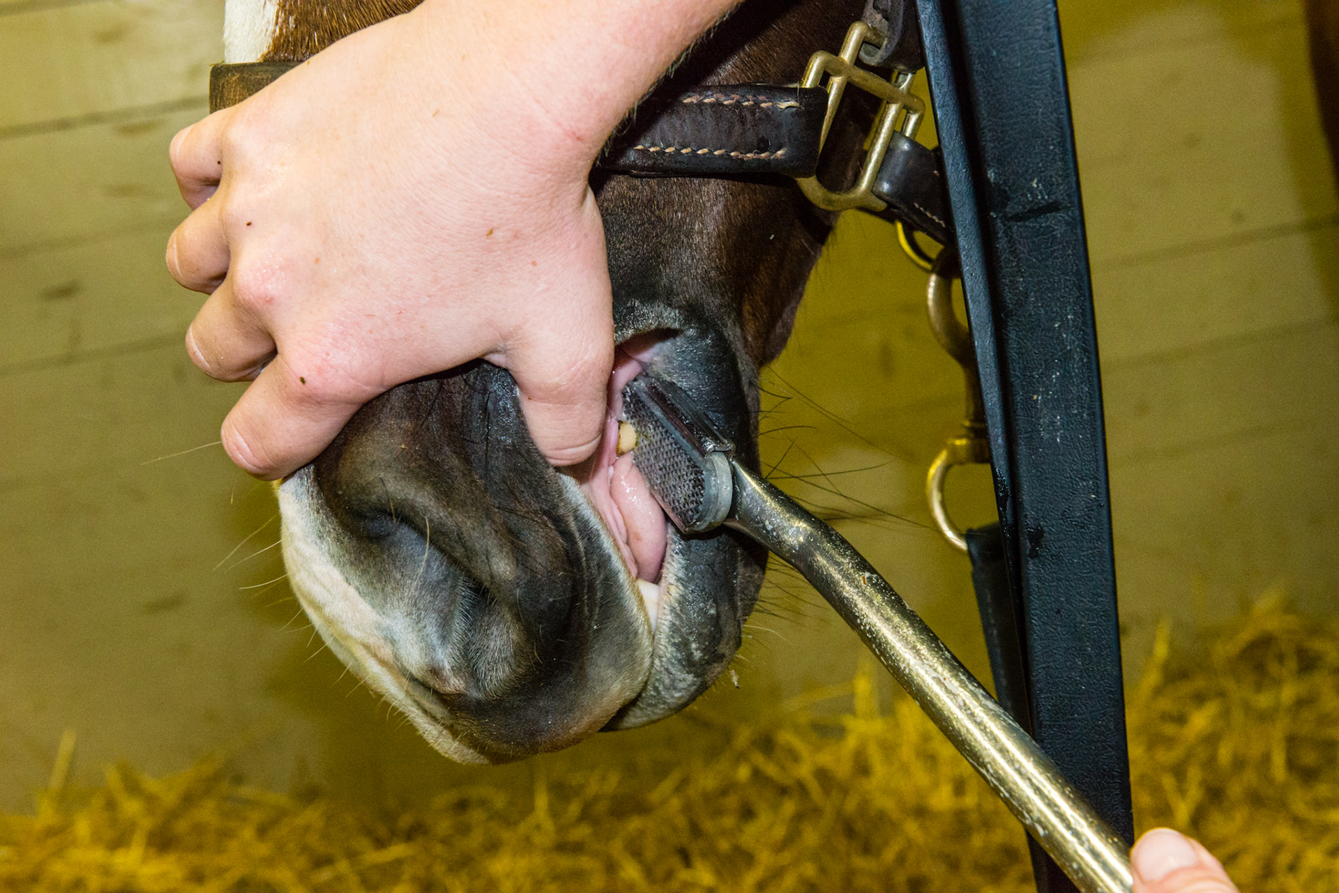The shortie can be used to file the canines in cooperative horses.