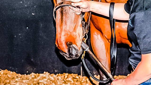 Approaching the horse