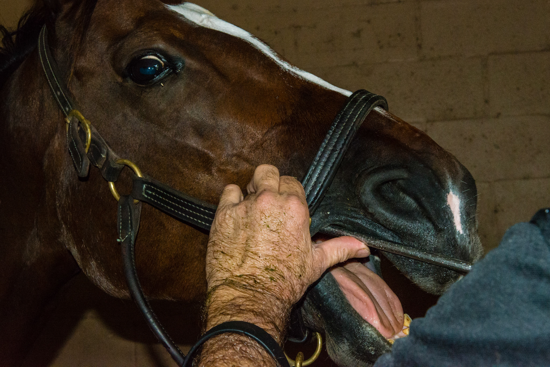 Pool cue technique using the halter as the reference point and the thumb as the pivot point for either side of the maxillary cheek teeth. Note the calm pupil in his eye.