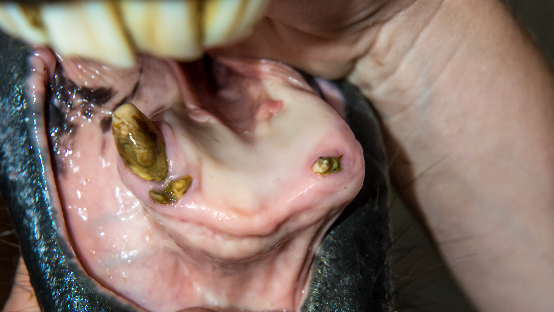 23yr - EOTRH - This horse had all his lower incisors and the start of EOTRH in 2010