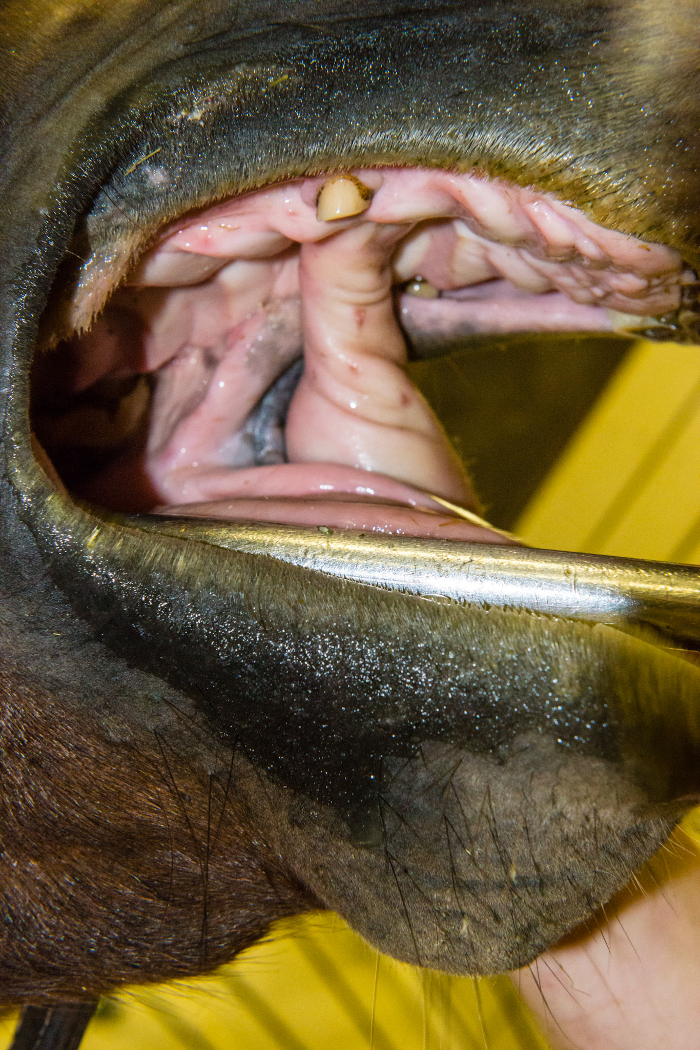 Here the thumb is being used as the palate poker. The thumb provides more strength over the raised forefinger. It also works well for horses that dislike the fingers in their mouths.