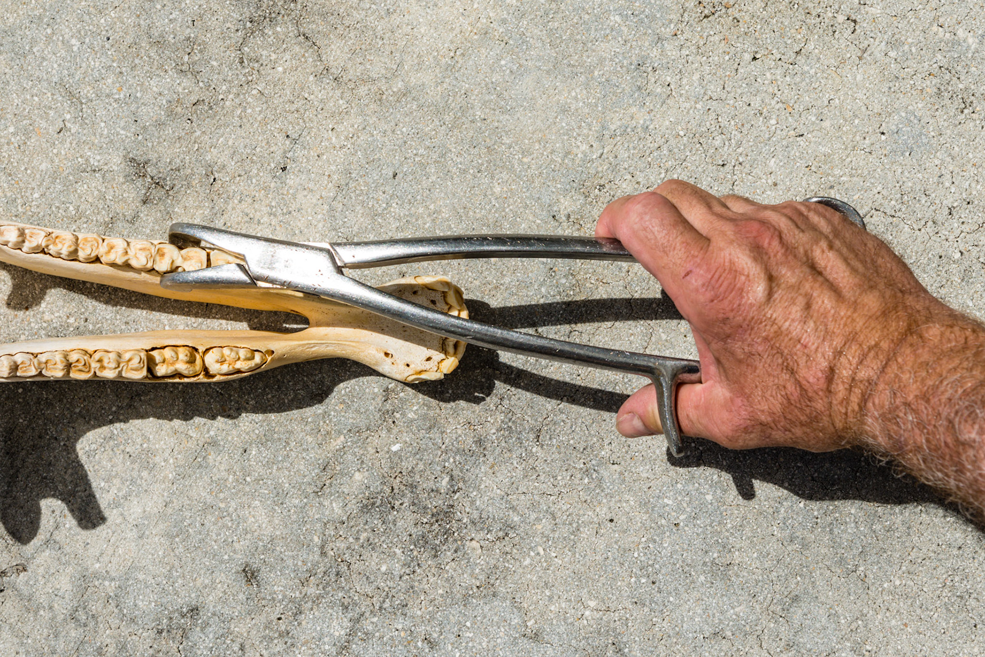 See how the thumb pushes the Reynolds cap forceps into the mouth allowing the hand to remain relaxed and the jaws of the forceps to remain open.