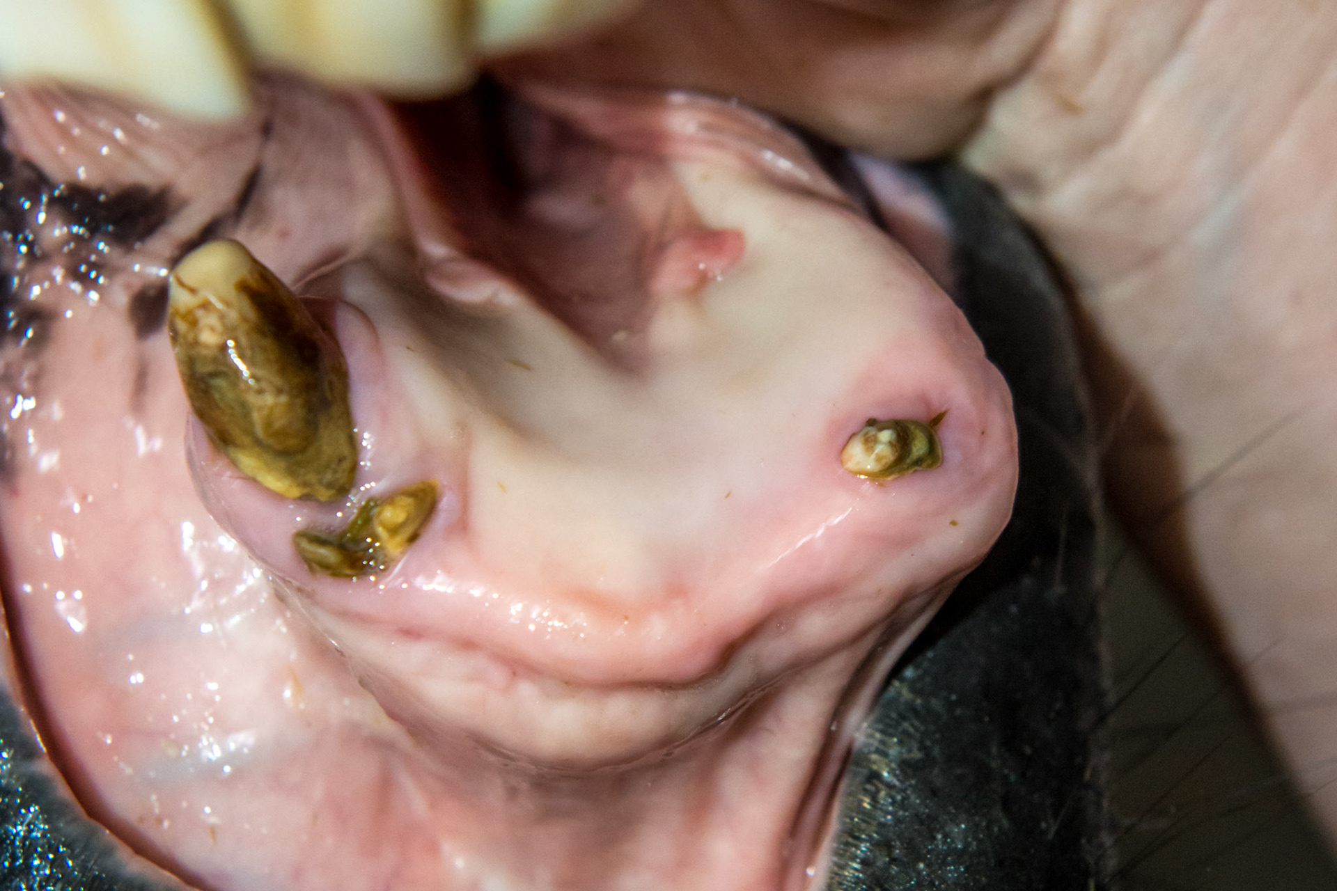 23yr - EOTRH - This horse had all his lower incisors and the start of EOTRH in 2010