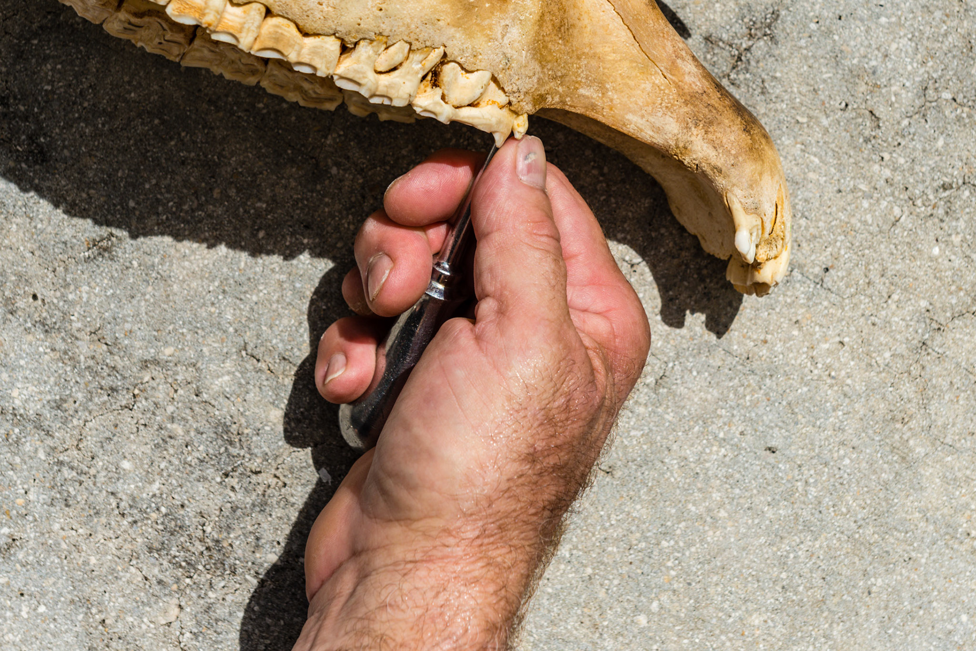 Various positions and angles you will need to approach the space between the 5 and 6 teeth to get a seat and grip the 5.