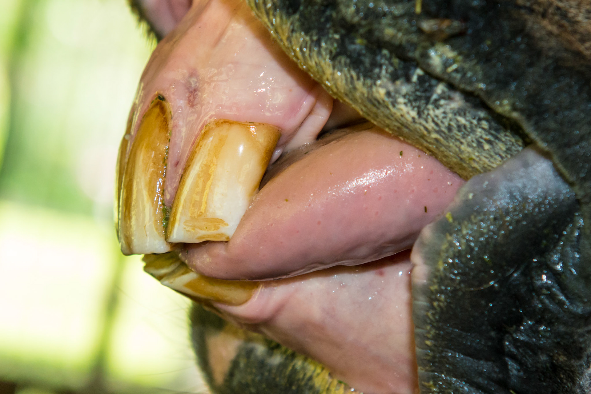 20yr old Arabian gelding. Note angled occlusal surface of incisors and the tongue lays on the left side.
