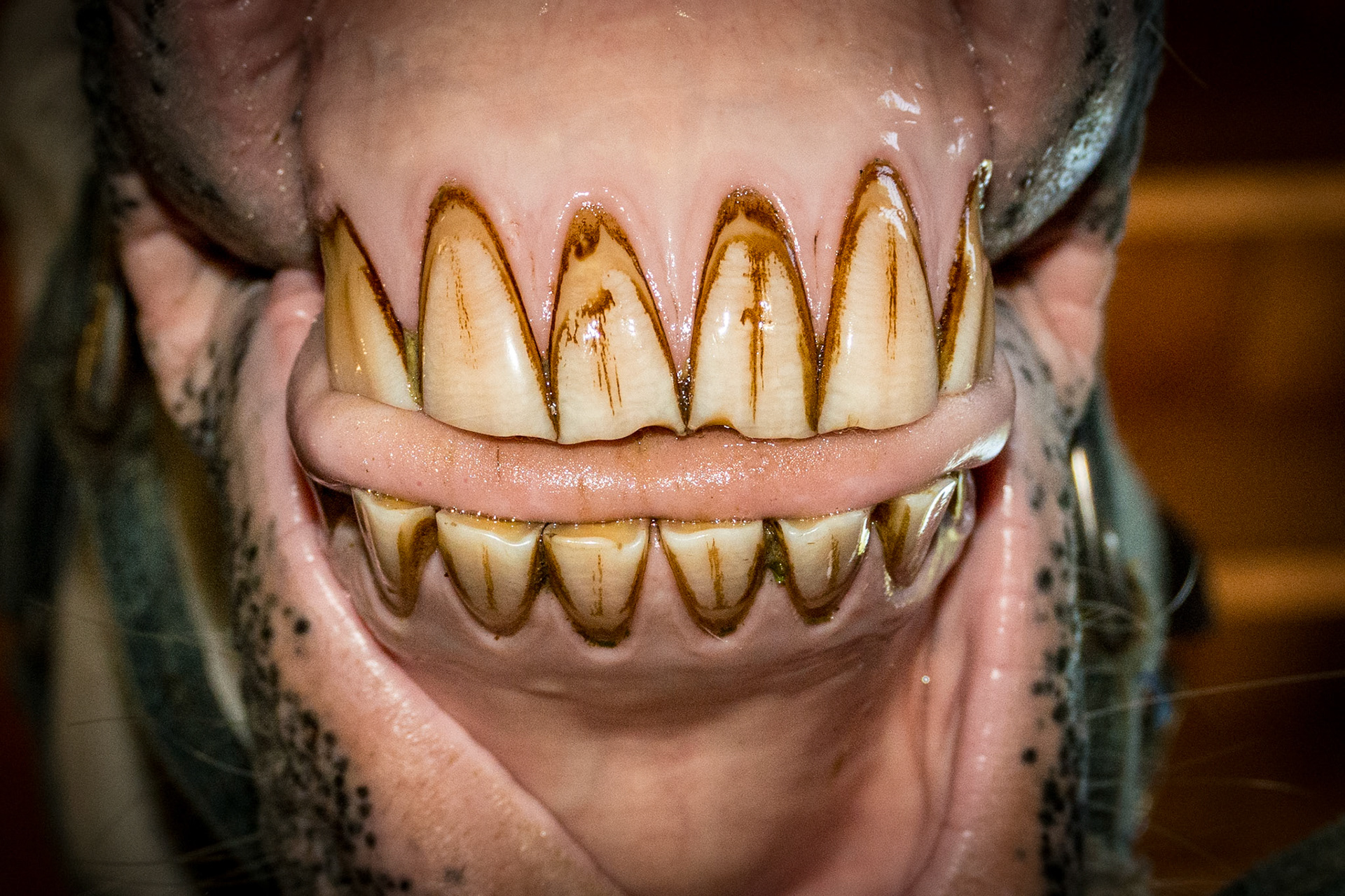 22yr - Horse with relaxed incisors in a natural position