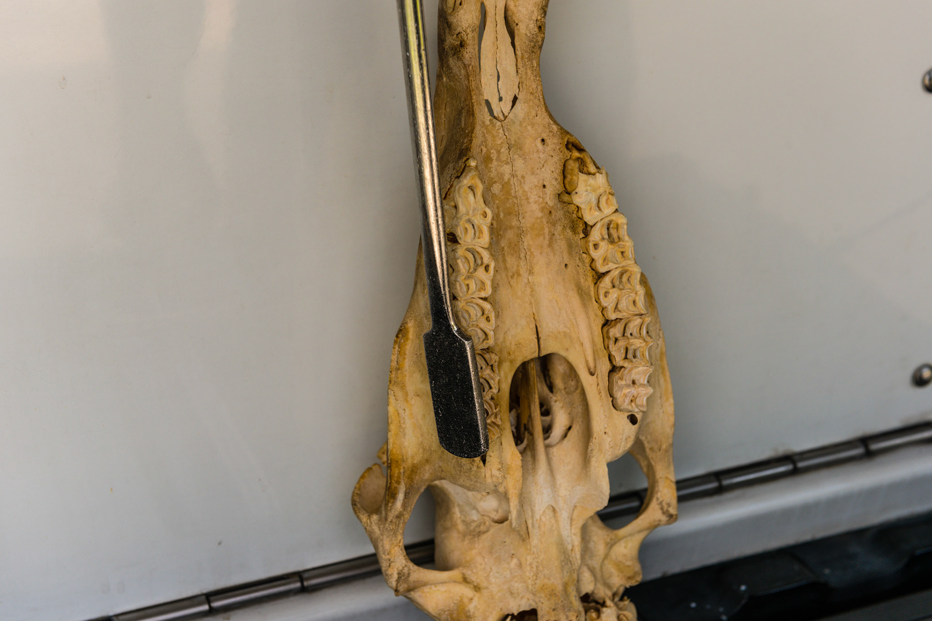 Now the skinny has yawed in to get the caudal cheek teeth.  It will also be rolled to bevel the edge and will be pitched up to slip into the tight space between the cheek and teeth.