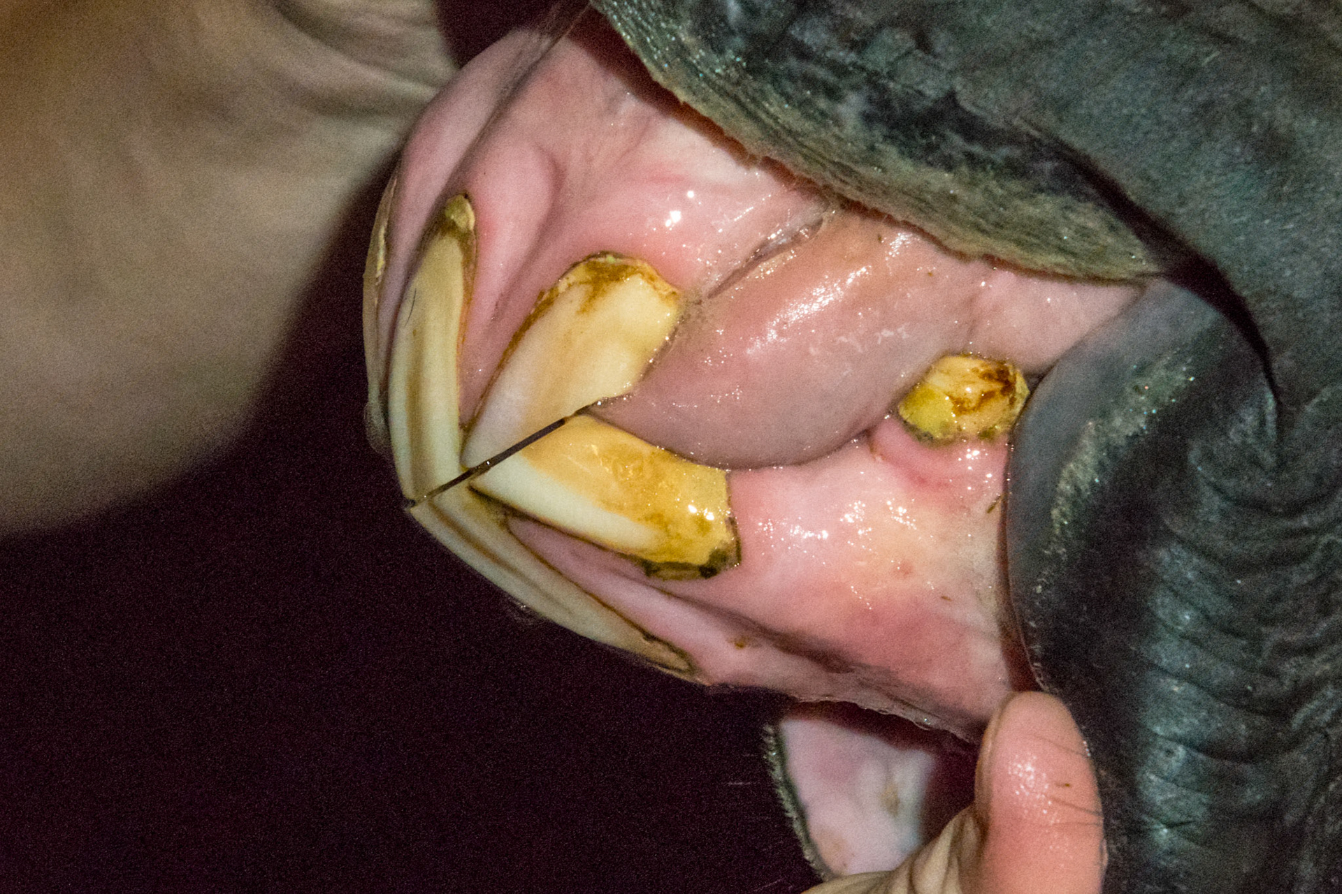 20yr - EOTRH Receding gum line, bulbous incisors, thickening of the gum line.