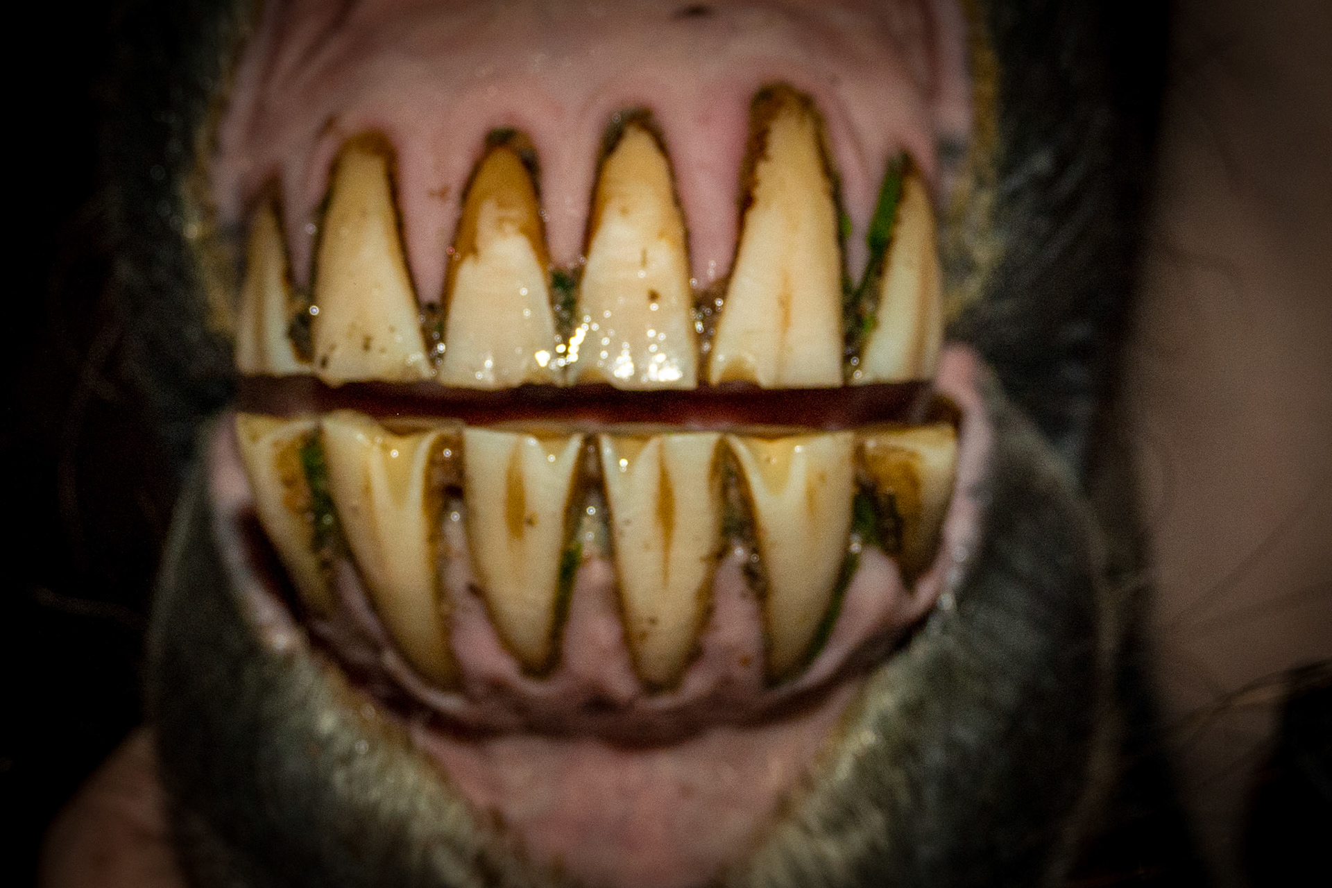 31yr Naturally opened mouth with ½ cheek teeth. Also tongue as cause of sharp canines and angle of incisors.