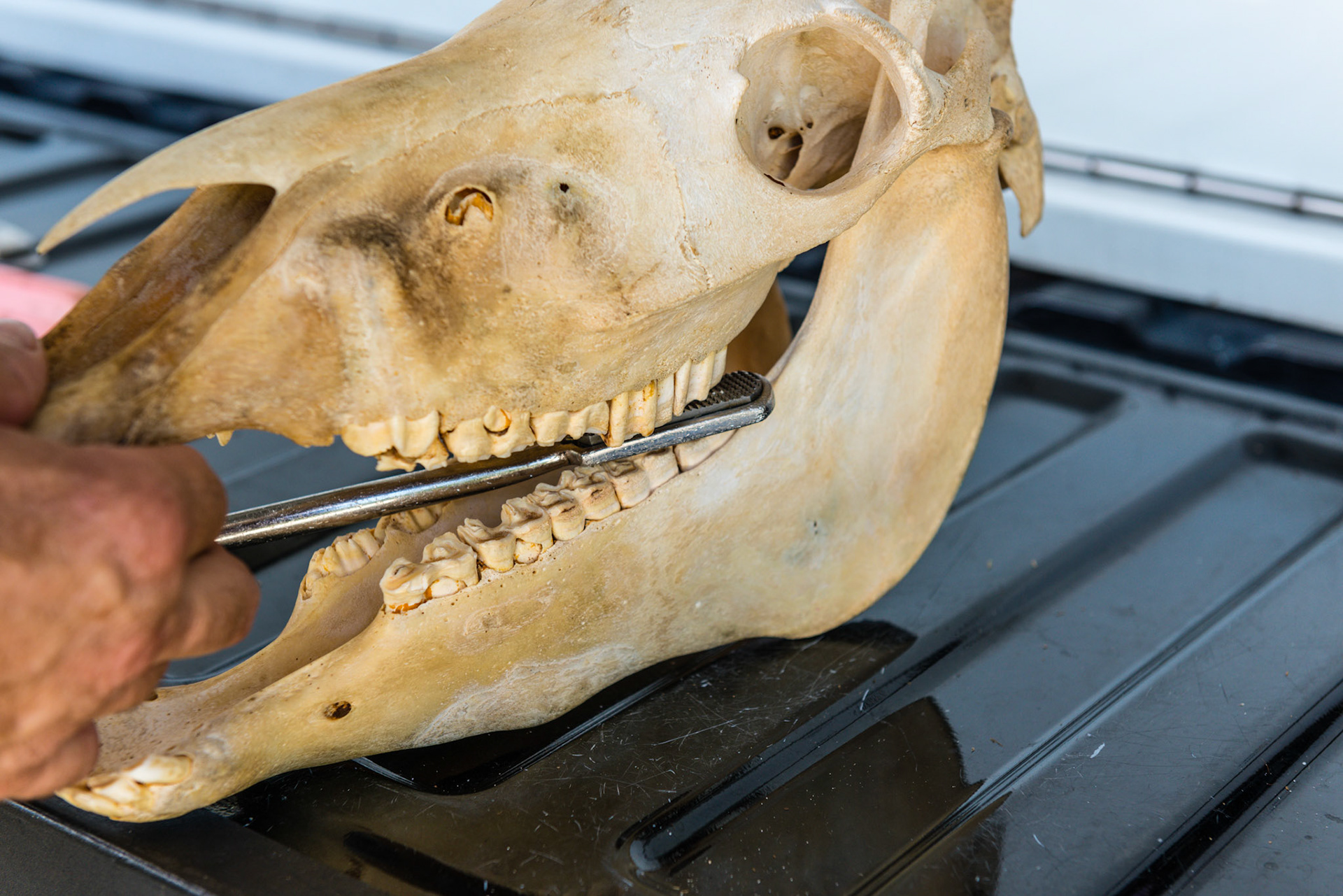 Here is the over-under technique as the blade is almost parallel to the occlusal surface. The handle is pulled which reduces the points without rubbing against the painful buccal ulcers. Often, just before the pull, the blade is pitched up as far as possible to reach higher on the outside of the tooth.