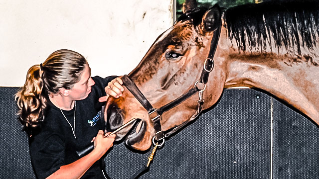 Notice the alighment of the shaft with the upper 1 dental arcade. The blade will yaw in as it is worked caudally and out as it is worked rostrally.