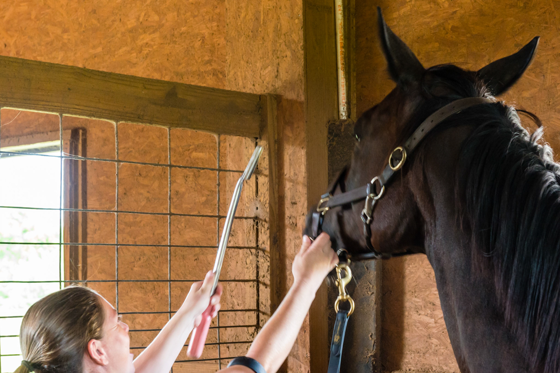 This horse likes to rais her head high to avoid everything in her mouth including the float.  If they keep it high or do it repeatedly, raise the blade up to their eye level.  The horse will quickly think that she can't get away from this very tall person and the head will lower allowing you to work.  You may need to do this several times, but most horses respond after the first time you use this trick.