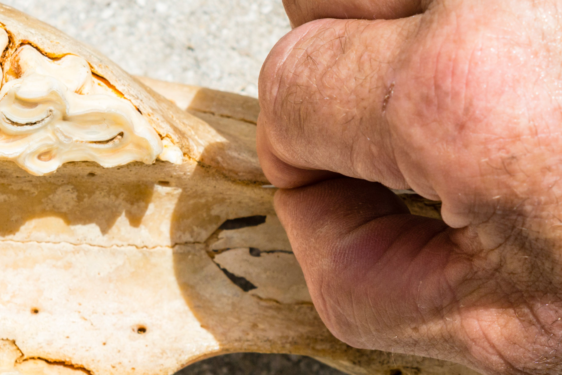 Pressure is applied to the blade to cut through the gum, connective tissue, and into the wolf tooth. Too light a cut and you will need to repeat this action.  You cannot cut hard enough, but don't slip off of the mark.