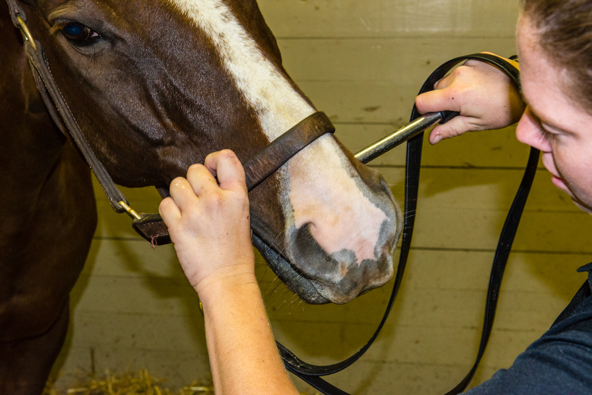 This is the standard grip of the shortie as it comes across the mouth and the thumb of the free hand is used to add pressure to the blade against the tooth.