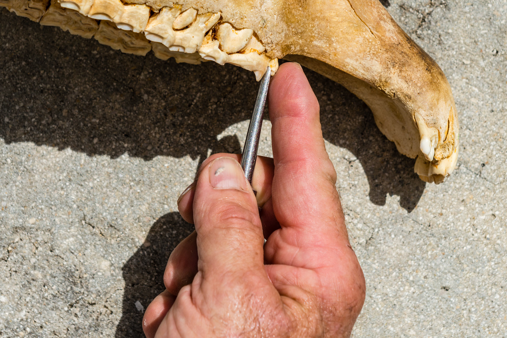 Various positions and angles you will need to approach the space between the 5 and 6 teeth to get a seat and grip the 5.