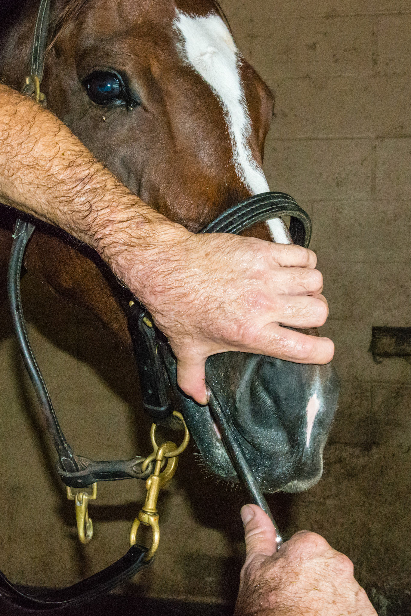 Pool cue technique using the maxilla of the horse as a reference to the horse. I use this a lot for the caudal cheek teeth of the 1 arcade. This works well as a substitute for the nose in chest when that technique is either resisted or you are not ambidextrous. Note the calm pupil in his eye.