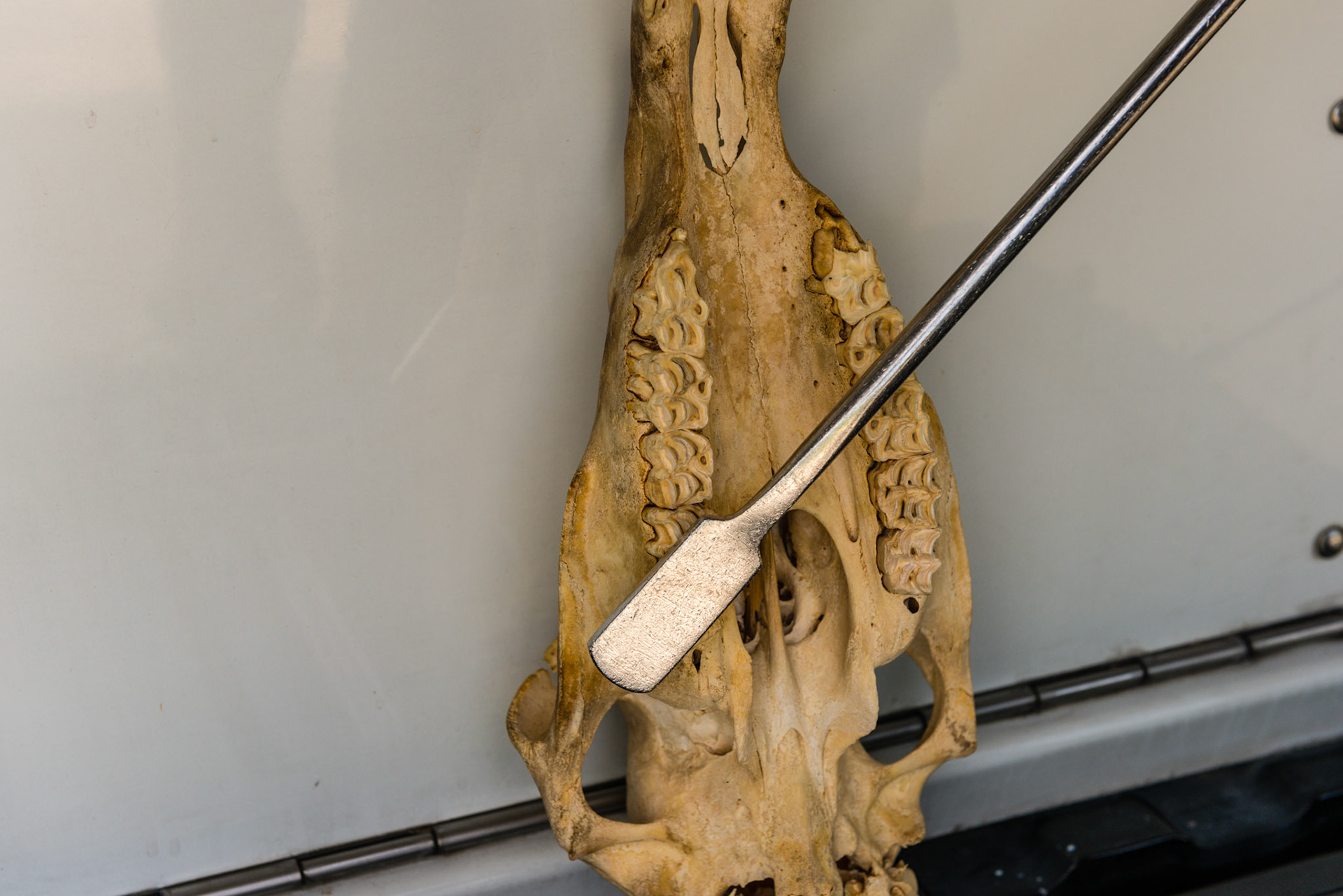 This is the skinny being used in the "over-under" technique.  The float comes in from the opposite side, over the tongue, and under the caudal upper cheek teeth.  By pitching the tip up and rolling from horizontal to vertical, many horses objecting to floating at the upper 11's will be comfortable with this approach.