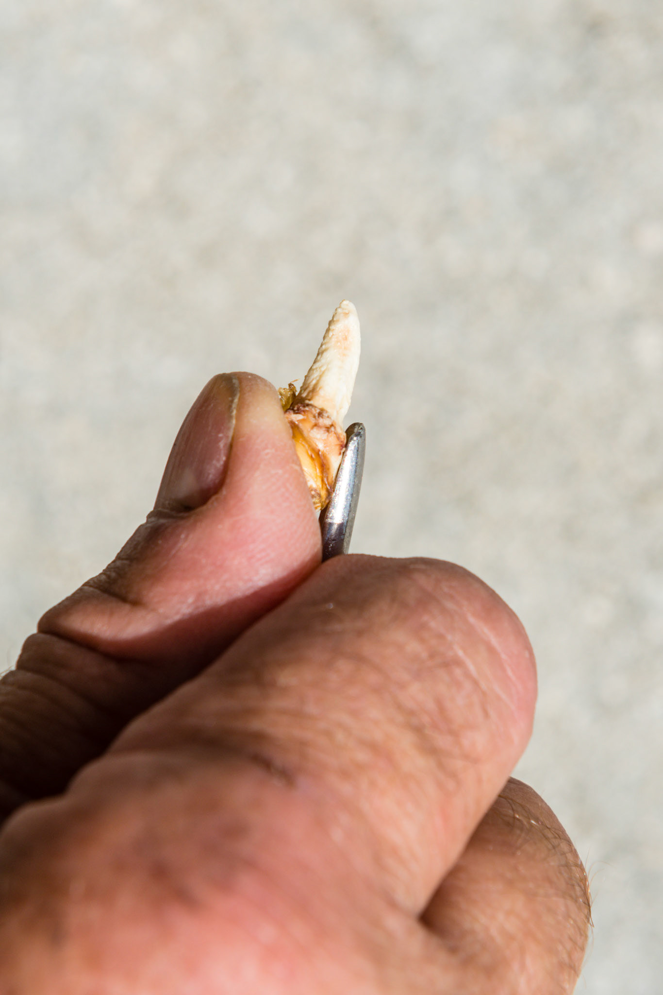 Wolf tooth is sandwiched between the elevator and the thumb.