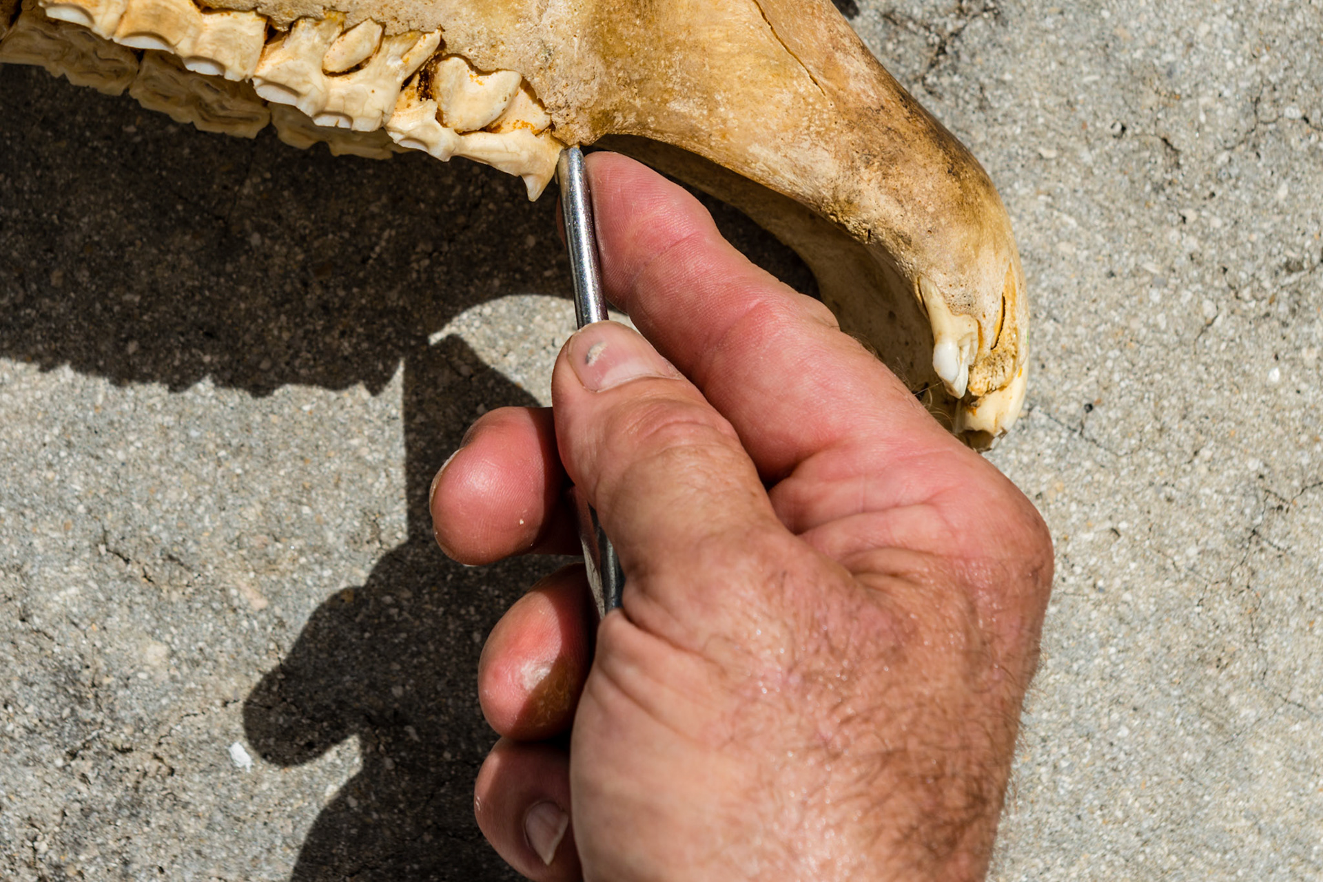 Various positions and angles you will need to approach the space between the 5 and 6 teeth to get a seat and grip the 5.