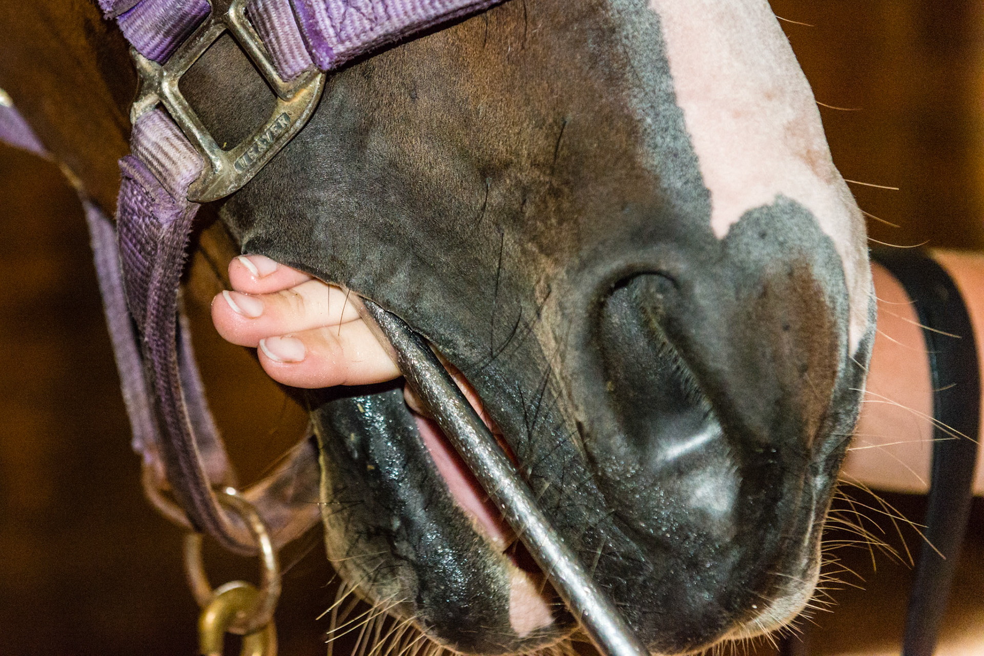 Modified pool cue technique. The shaft of the float rests above the fingers and the handle is pressed down along with the pull stroke to apply pressure to the maxillary cheek teeth.
