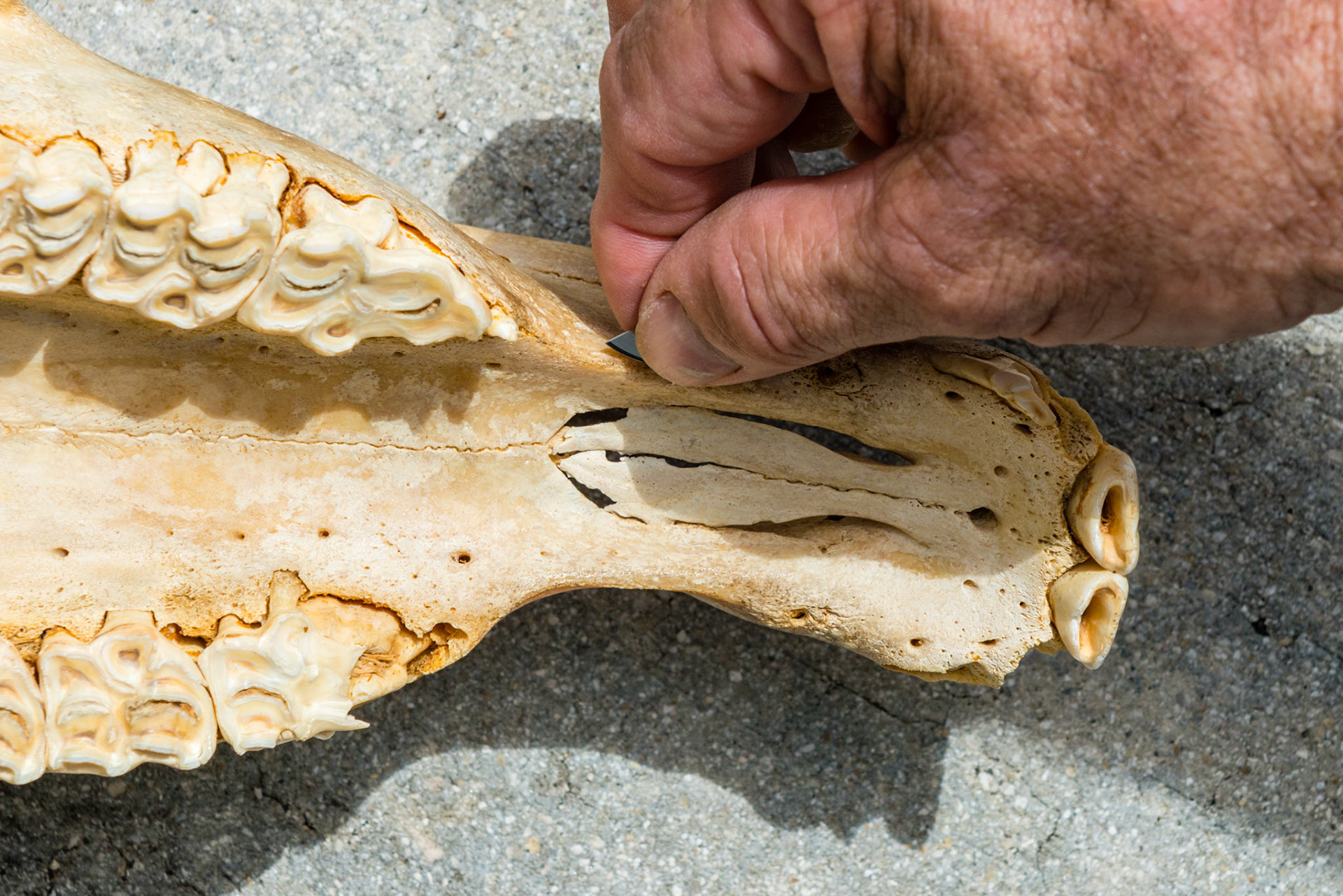 The blade is placed directly over the blind wolf tooth.