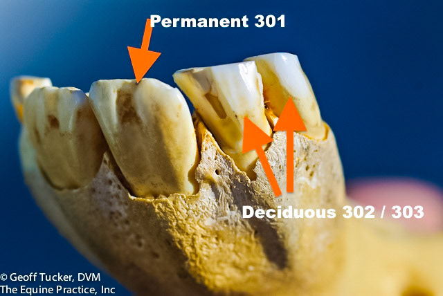 HDS_Anno_Incisors