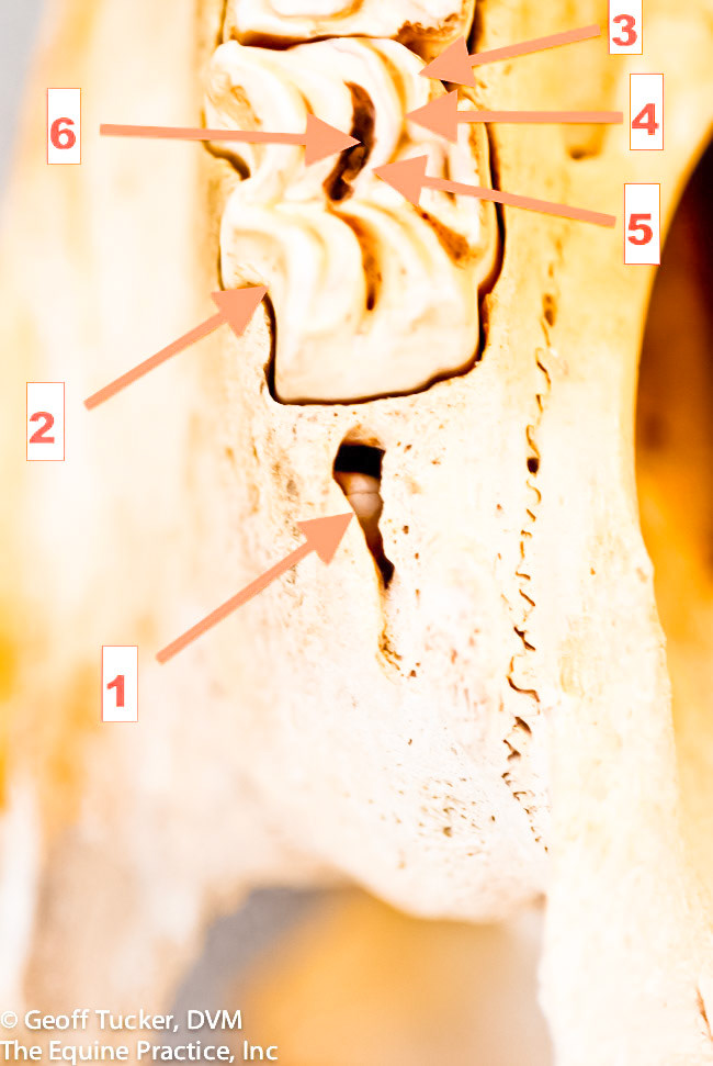 HDS_Anno_Teeth Individual