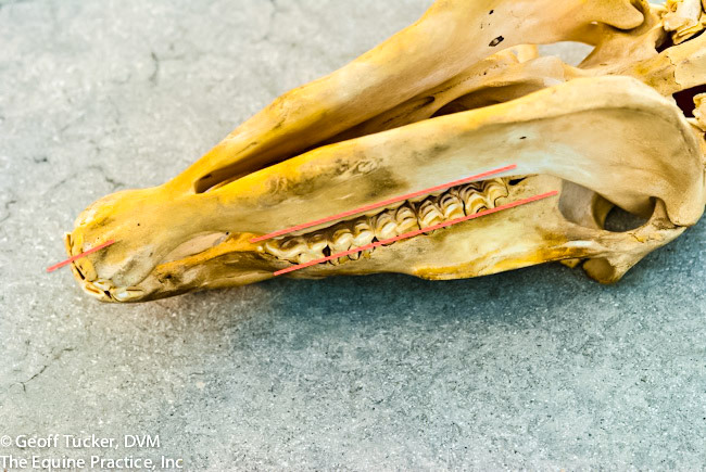 HDS_Anno_Max and Mand teeth