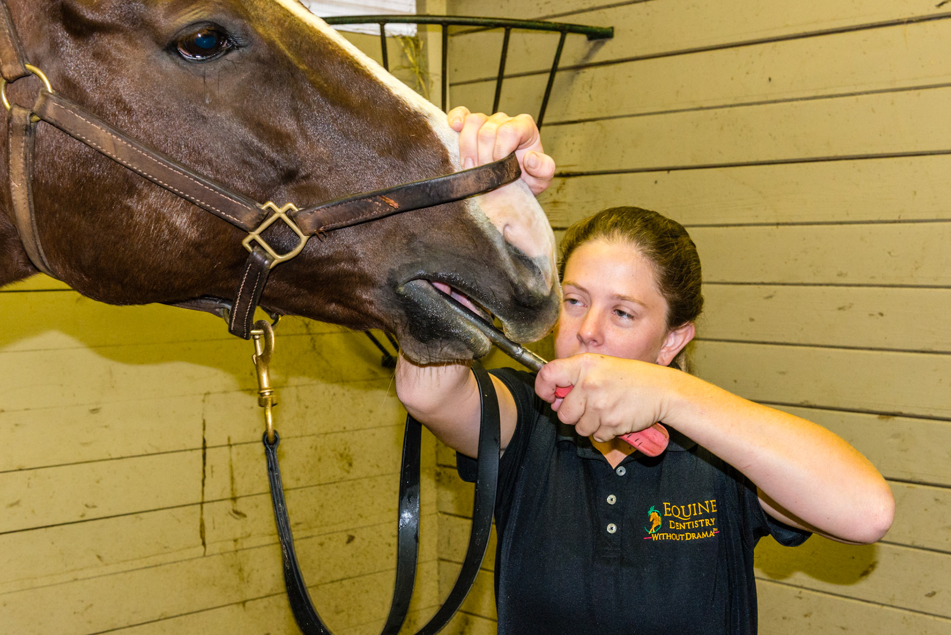 Long float on the rostral lower 6's, hand on bridge of nose creating core loop.