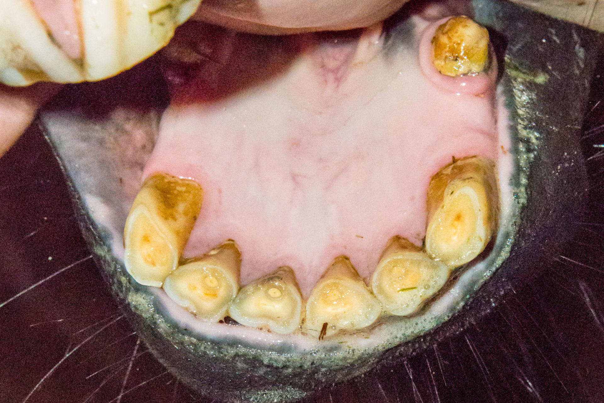 20yr - EOTRH Receding gum line, bulbous incisors, thickening of the gum line.