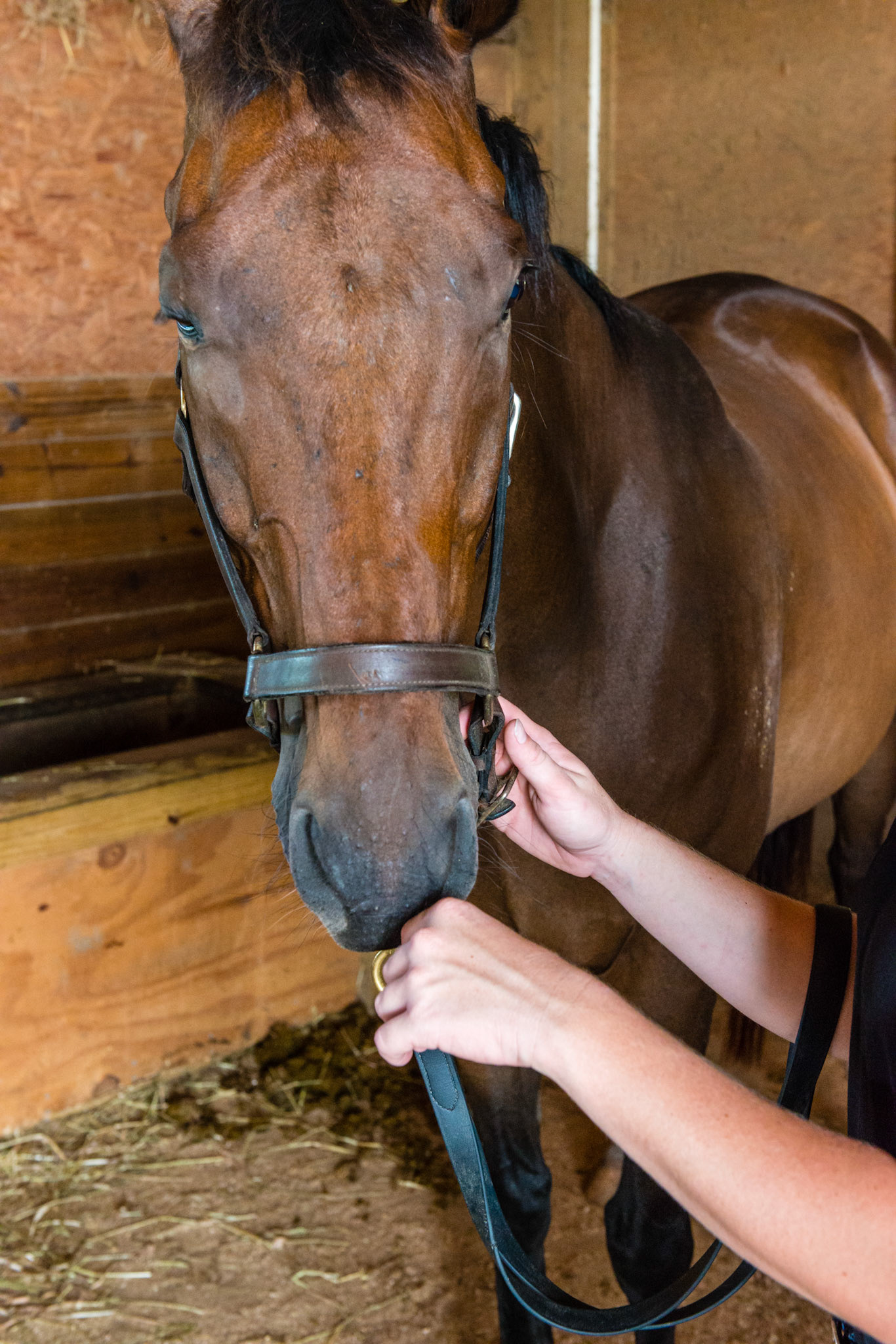 Touching your hand gently to the nose of the horse works only if you have drained away all your excess energy.  This can become a way for the energy of the horse to drain away with yours allowing for an instant start to connection and communication.