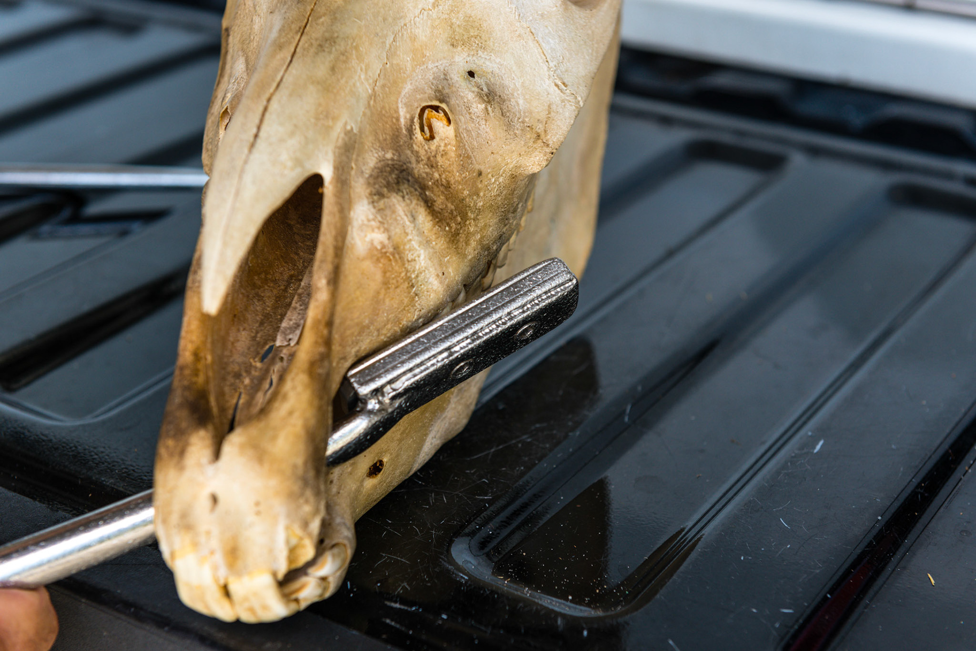 This is another view of the long float coming from the opposite of the mouth to be in the right yaw out position to remain parallel to the upper 6 and tie in the shortie's work with the rest of the arcade.